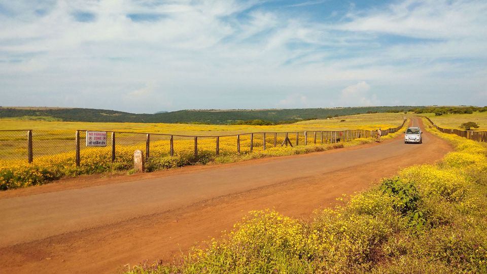 Photo of Our own 'Valley of Flowers' #MaharashtraTourism #kaasPlatue #satara by Priyanka Dwivedi