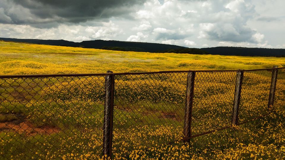 Photo of Our own 'Valley of Flowers' #MaharashtraTourism #kaasPlatue #satara 14/18 by Priyanka Dwivedi