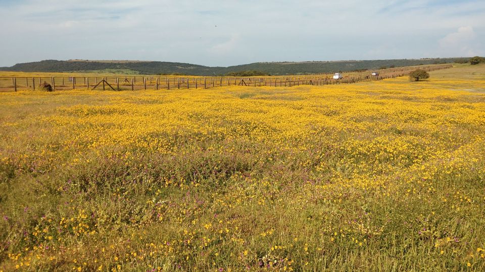 Photo of Our own 'Valley of Flowers' #MaharashtraTourism #kaasPlatue #satara 15/18 by Priyanka Dwivedi
