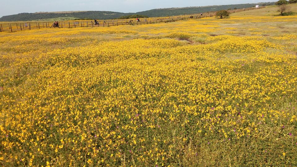 Photo of Our own 'Valley of Flowers' #MaharashtraTourism #kaasPlatue #satara 16/18 by Priyanka Dwivedi