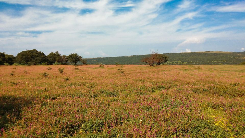 Photo of Our own 'Valley of Flowers' #MaharashtraTourism #kaasPlatue #satara 18/18 by Priyanka Dwivedi