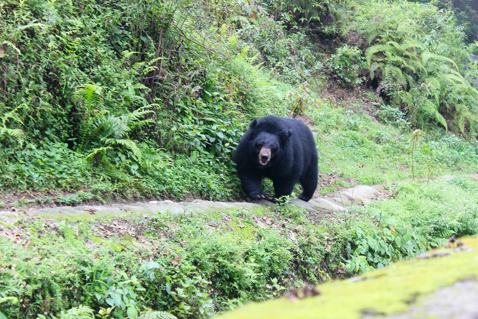 Photo of Darjeeling, West Bengal, India by Anjali Mariam Paul