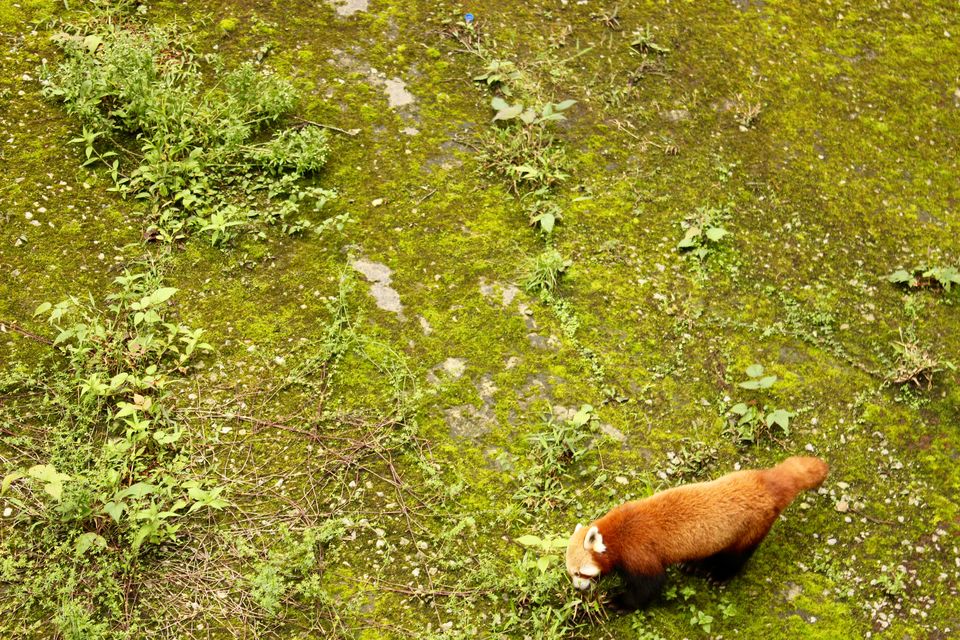 Photo of Gangtok, Sikkim, India by Anjali Mariam Paul