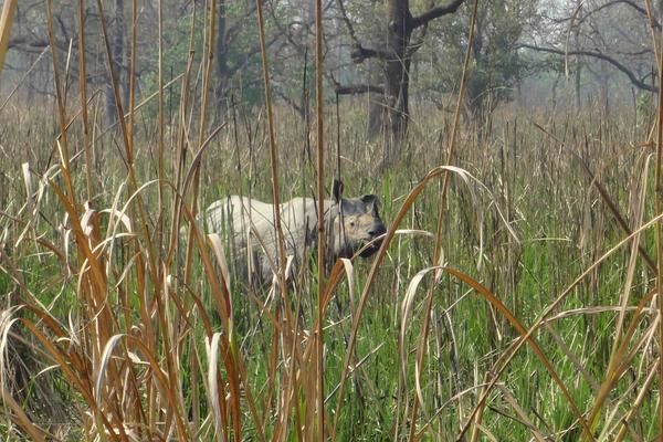 Photo of Chitwan National Park, Narayani, Central Region, Nepal by WeSaidGoTravel