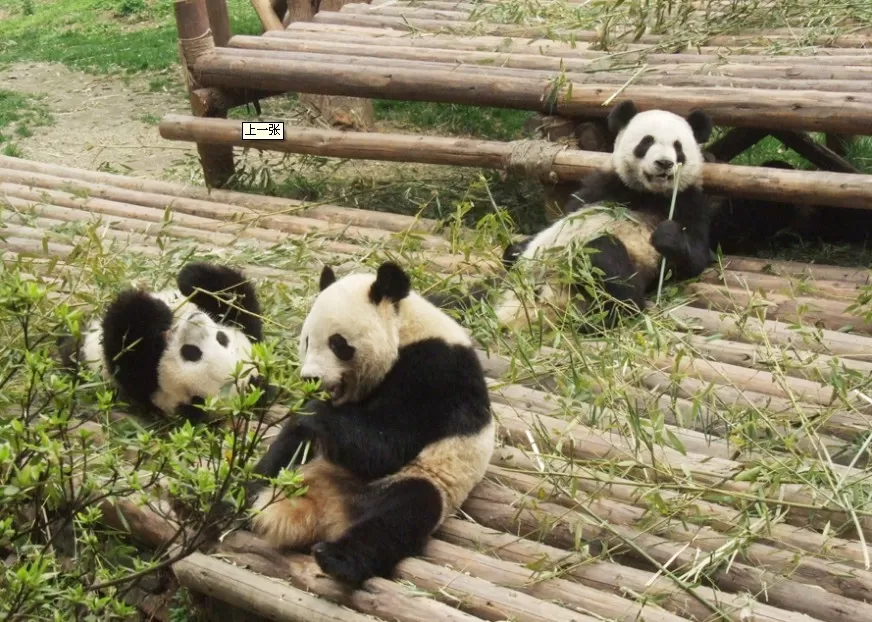 Photo of Chengdu, Sichuan, China by WeSaidGoTravel