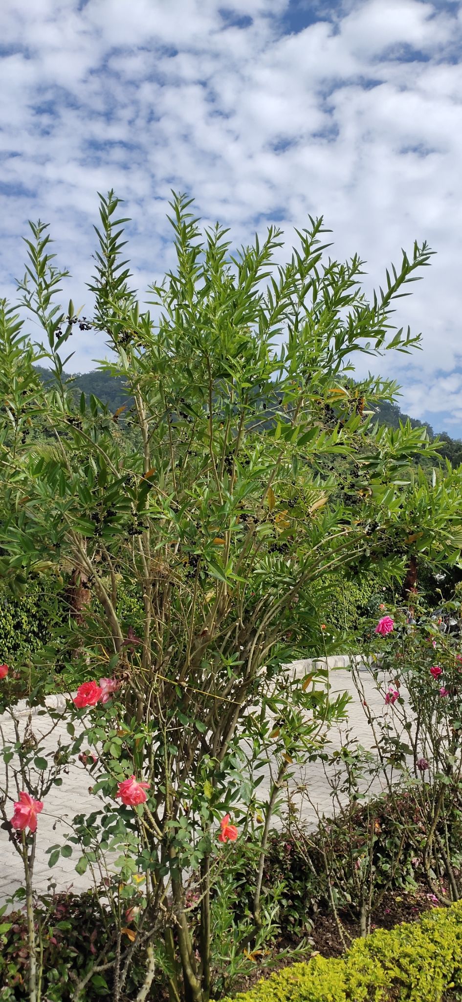 Photo of Nature view resort, Awalakot Corbett, distt, Kotabagh, Uttarakhand, India by Amit Singh