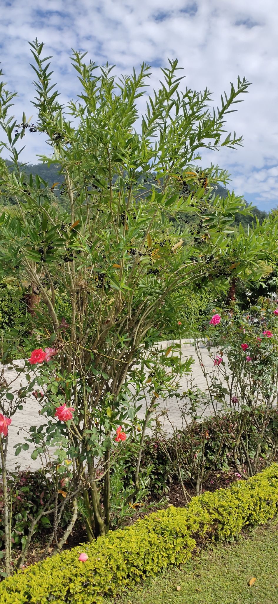 Photo of Nature view resort, Awalakot Corbett, distt, Kotabagh, Uttarakhand, India by Amit Singh