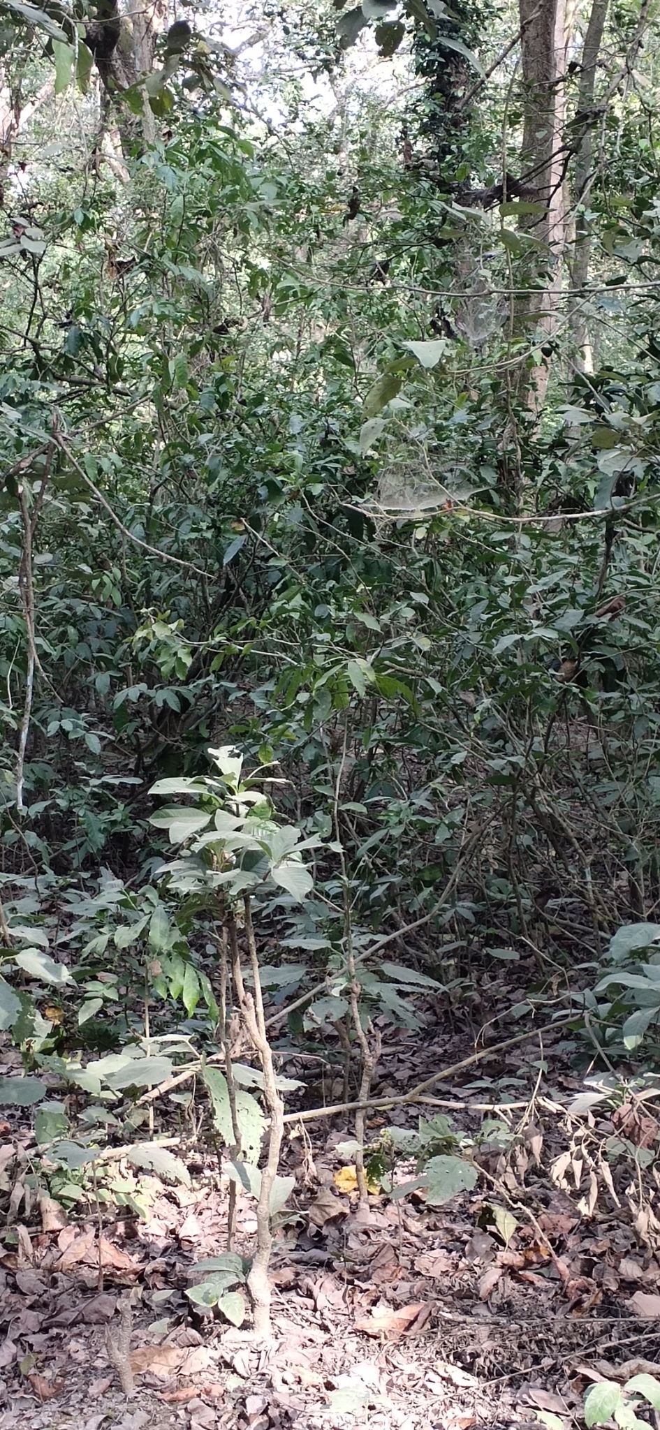 Photo of Trip to Jim Corbett by Amit Singh
