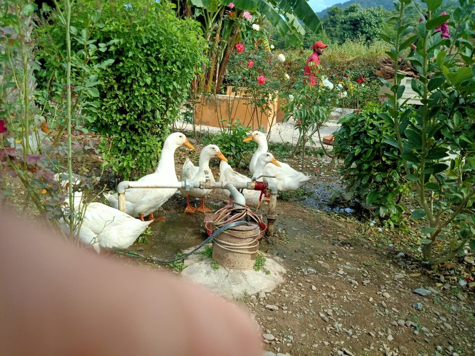 Photo of Nature view resort, Awalakot Corbett, distt, Kotabagh, Uttarakhand, India by Amit Singh