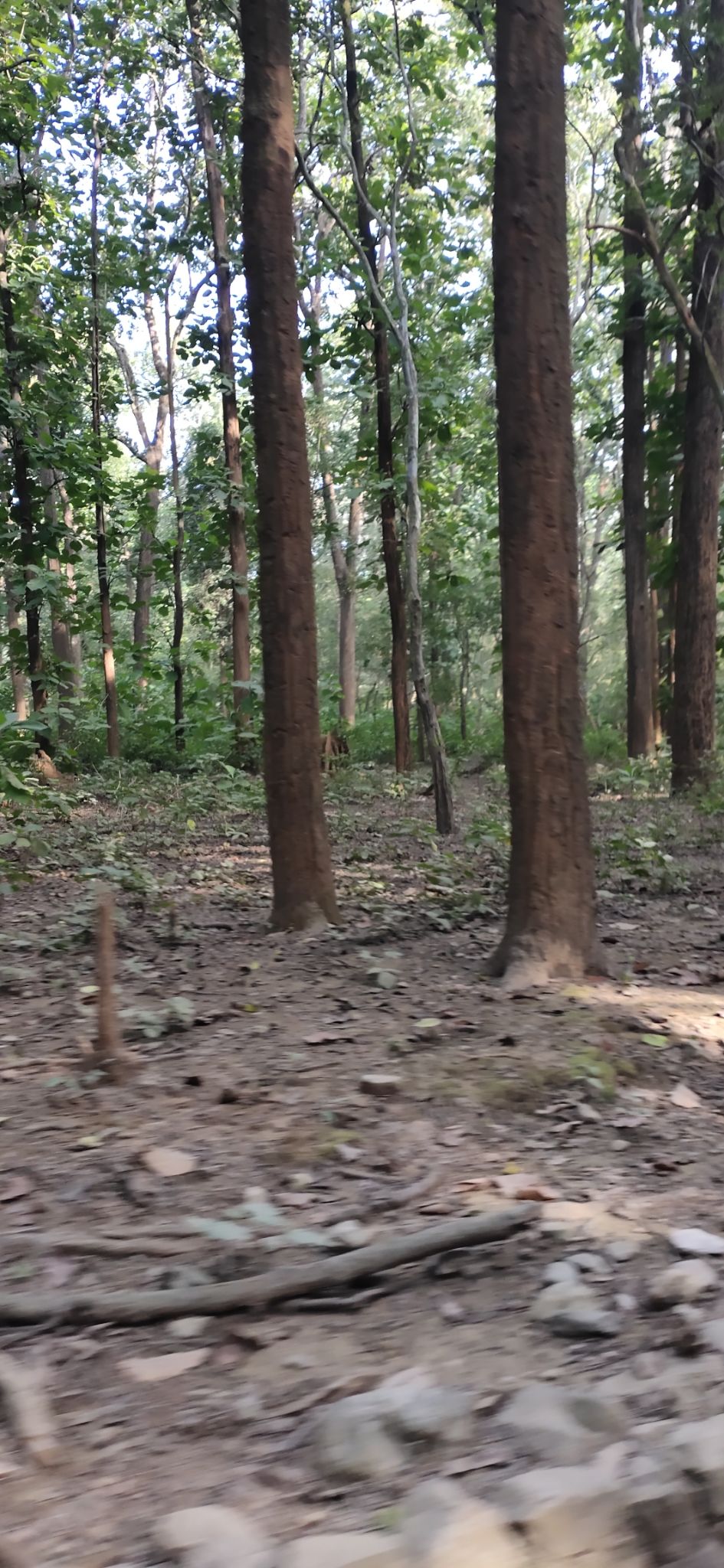 Photo of Trip to Jim Corbett by Amit Singh