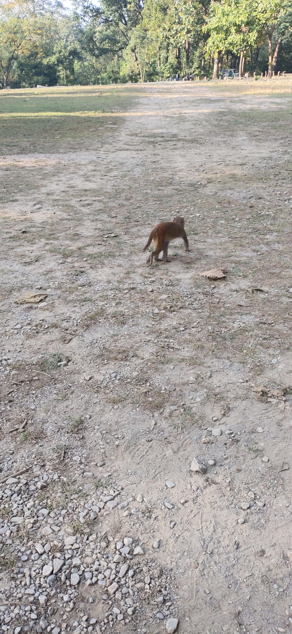 Photo of Trip to Jim Corbett by Amit Singh
