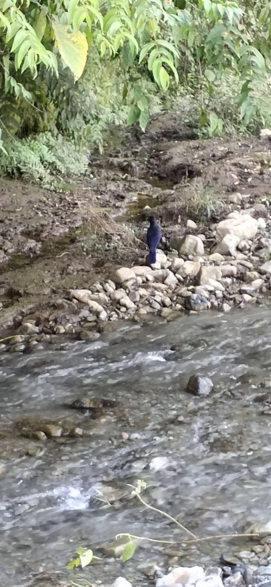 Photo of Trip to Jim Corbett by Amit Singh