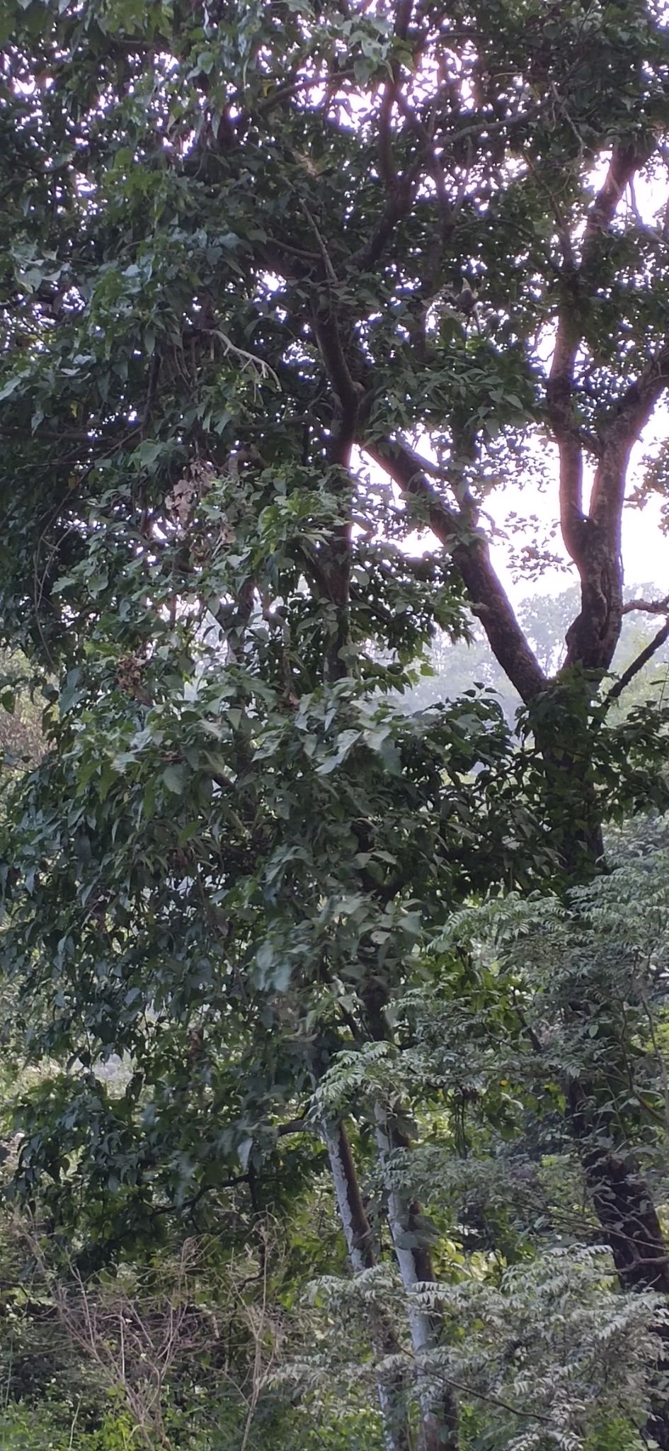 Photo of Trip to Jim Corbett by Amit Singh