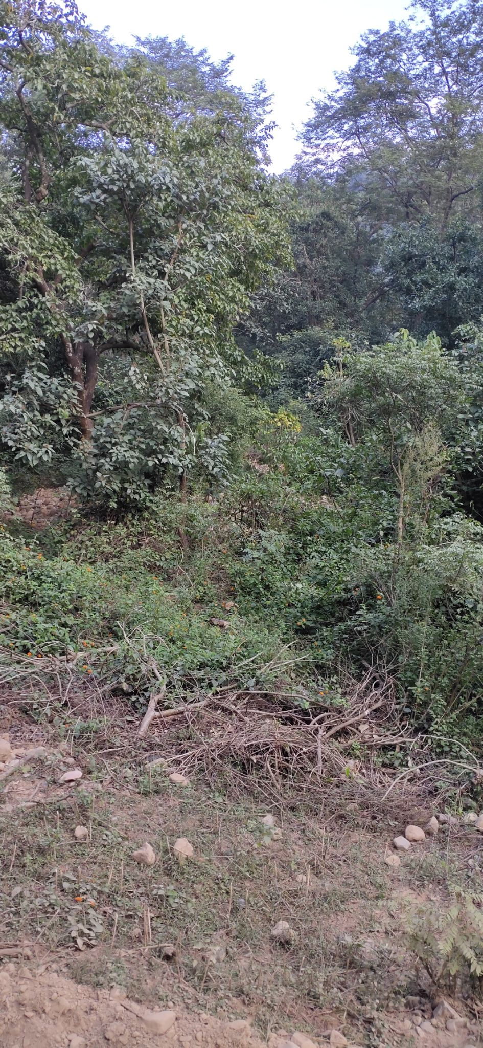 Photo of Trip to Jim Corbett by Amit Singh