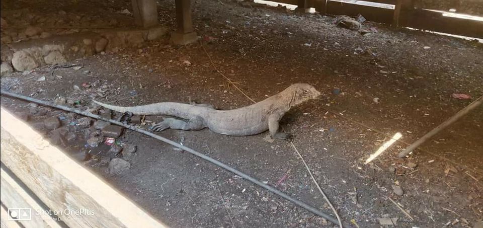 Photo of Rinca, Pasir Panjang, Komodo, West Manggarai Regency, East Nusa Tenggara, Indonesia by Kajol Agarwal