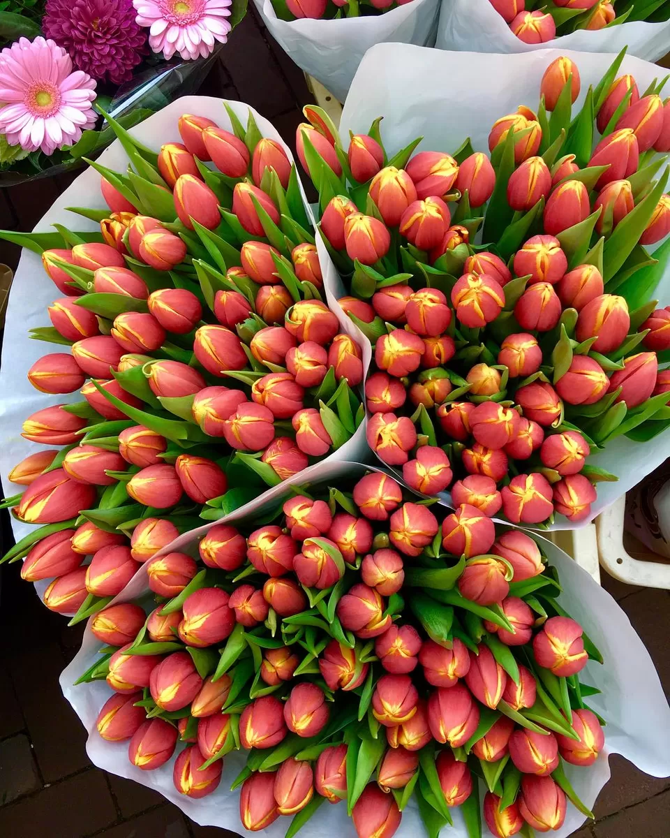 Photo of Bloemenmarkt, Singel, Amsterdam, Netherlands by Sonam