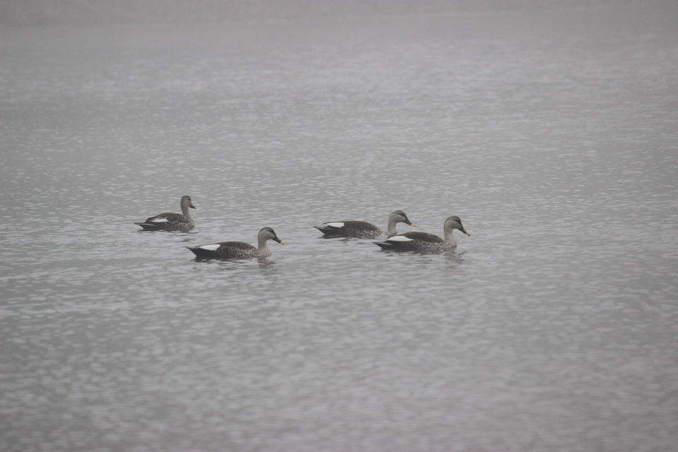Photo of Witness the another world at Bharatpur Sanctuary by Himani Rawat