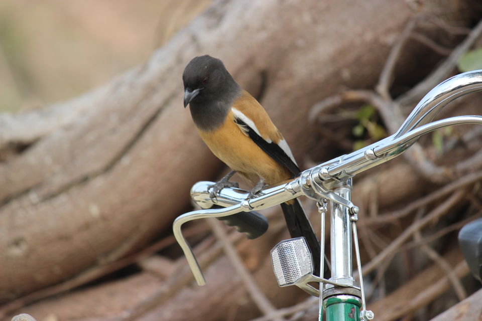 Photo of Witness the another world at Bharatpur Sanctuary by Himani Rawat