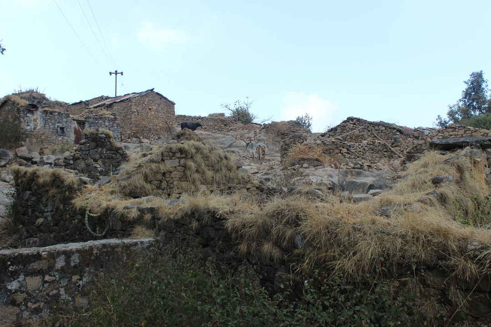 Photo of Oasis in the Desert -Mount ABU by Himani Rawat