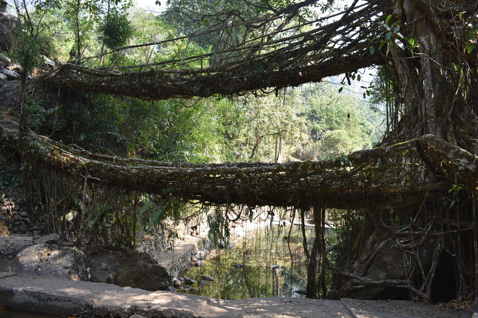 Photo of Double Decker Living Root Bridge, Cherrapunjee, Meghalaya, India by Abhishek Ganguly...MyTravel Box
