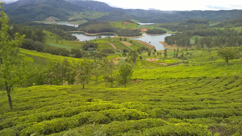 Photo of Tea Estates and lakes In Ooty by neha garg