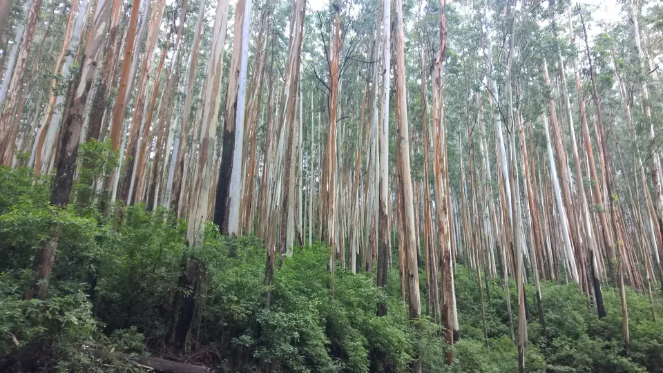 Photo of Way back from Ooty to Bangalore by neha garg