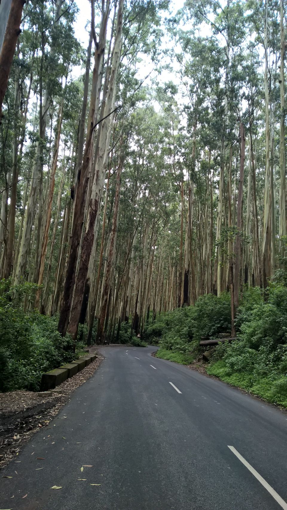 Photo of 4 days of long weekend in Ooty and Coonoor 12/12 by neha garg