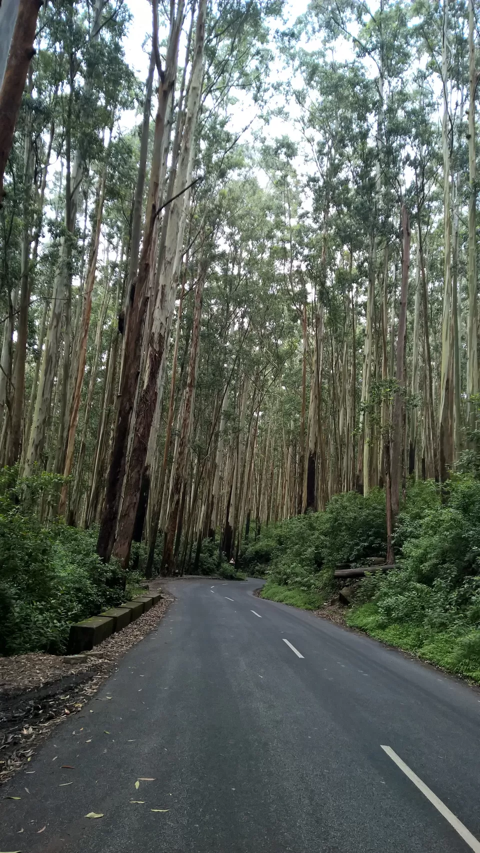 Photo of Way back from Ooty to Bangalore by neha garg