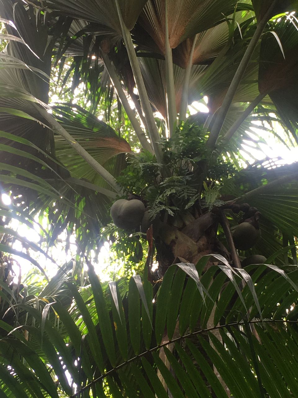Photo of Vallée de Mai, Praslin, Seychelles, Seychelles by Nishtha Jain