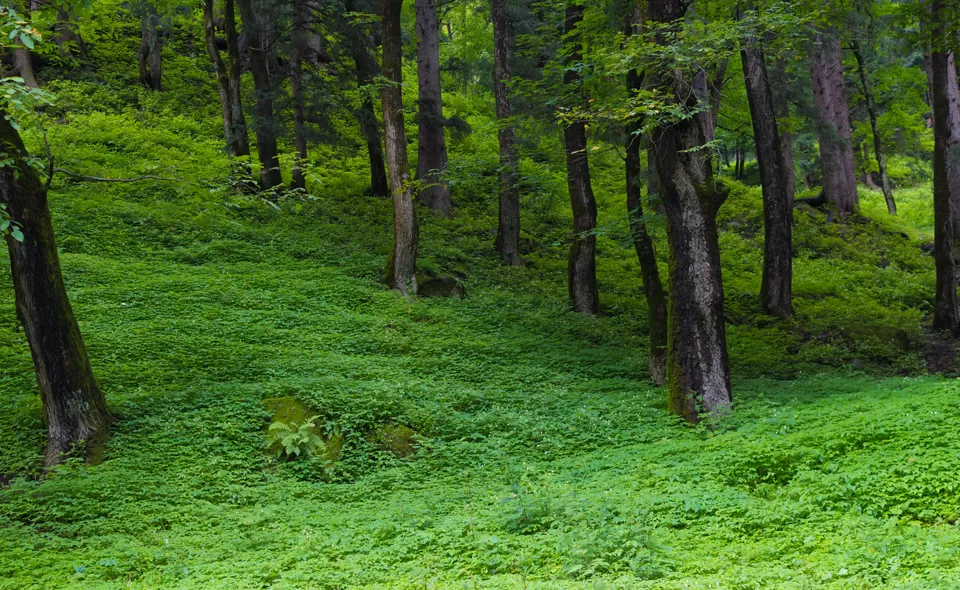 Photo of Explore Parvati Valley in Monsoon by Jitendera Pratap Singh