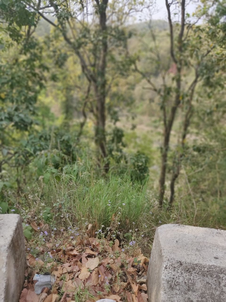Photo of Trip to Jim Corbett by Akhilesh Varma