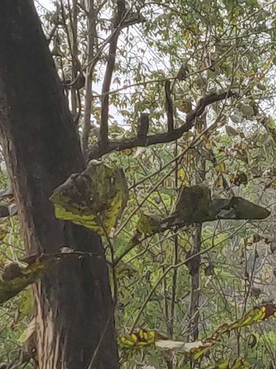 Photo of Trip to Jim Corbett by Akhilesh Varma