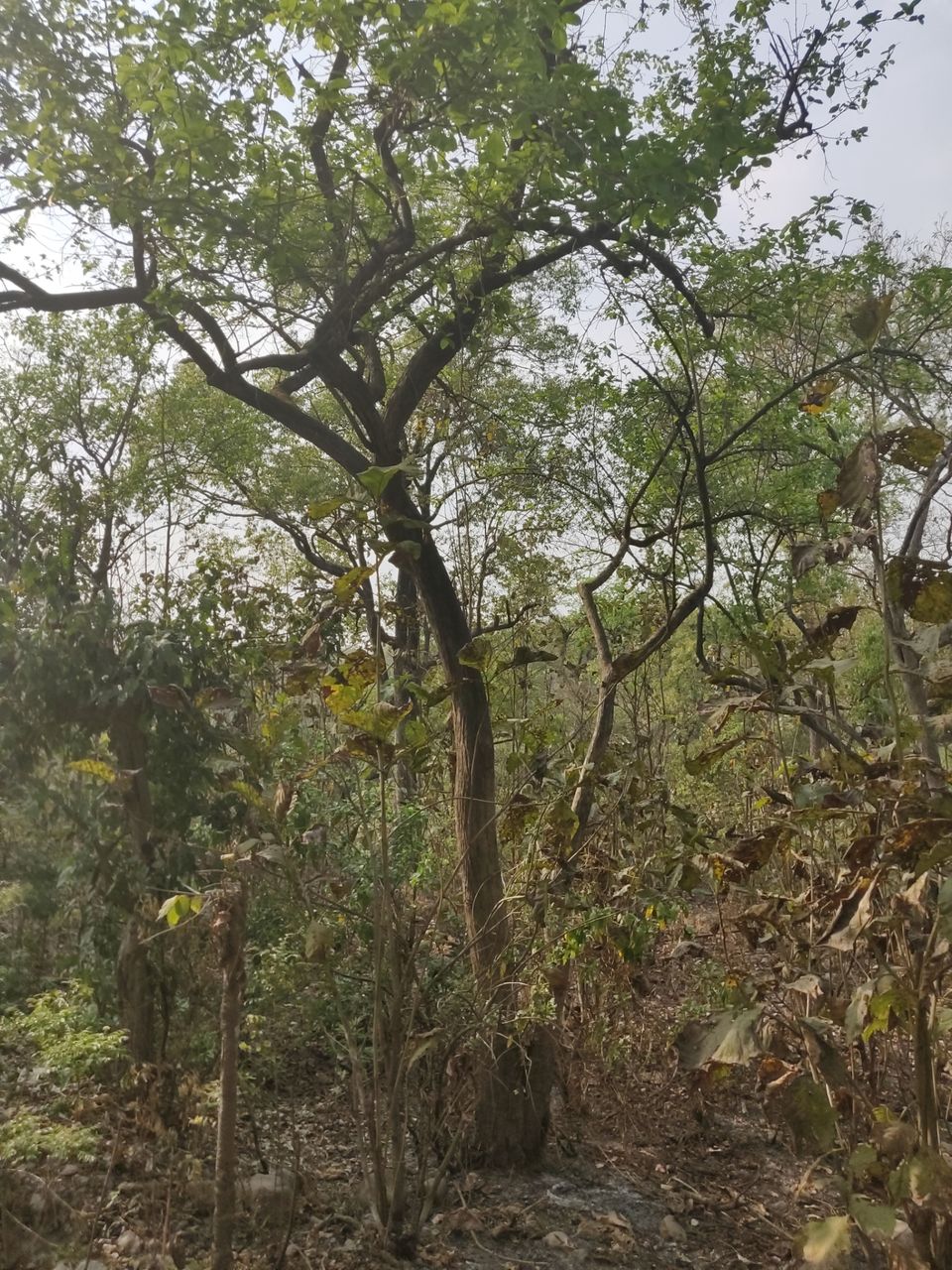 Photo of Trip to Jim Corbett by Akhilesh Varma