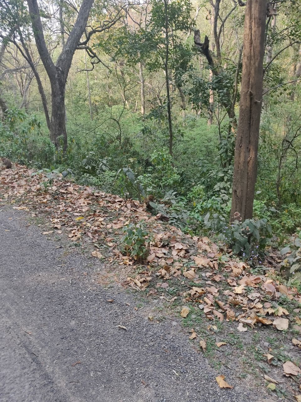 Photo of Trip to Jim Corbett by Akhilesh Varma
