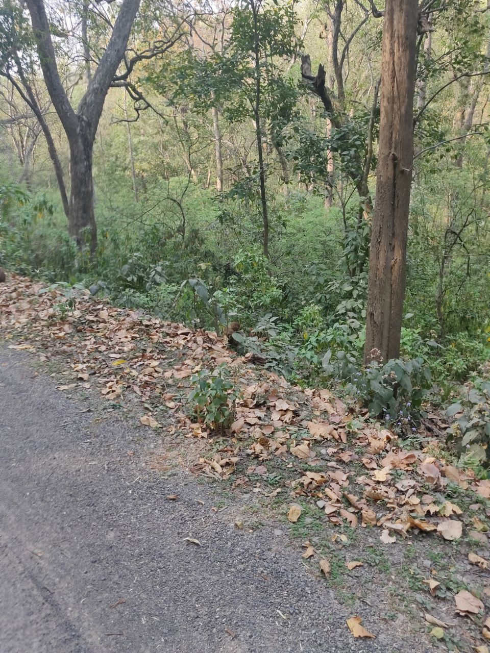 Photo of Trip to Jim Corbett by Akhilesh Varma
