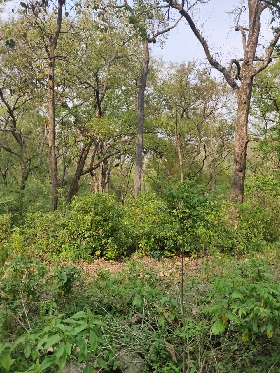Photo of Trip to Jim Corbett by Akhilesh Varma