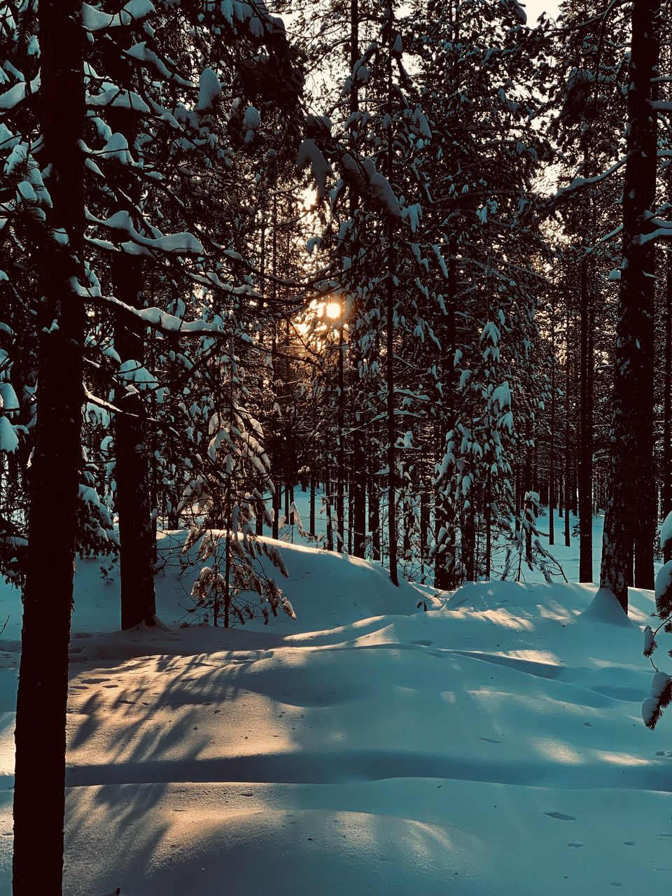 Photo of Wandering in White Wilderness - A Day at Ounasvaara by compass_cupcakes