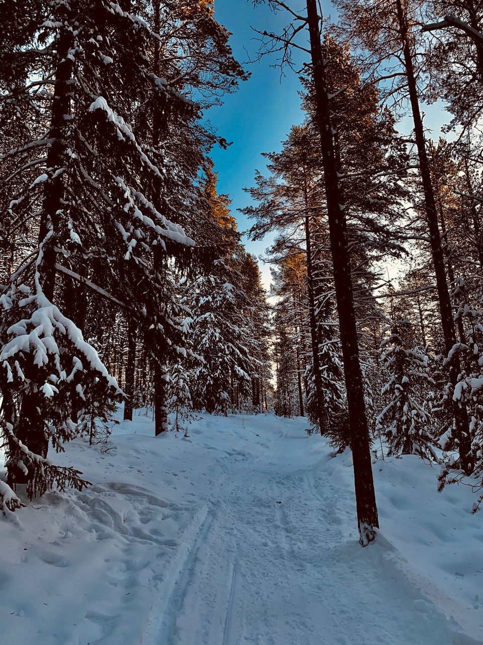 Photo of Wandering in White Wilderness - A Day at Ounasvaara by compass_cupcakes