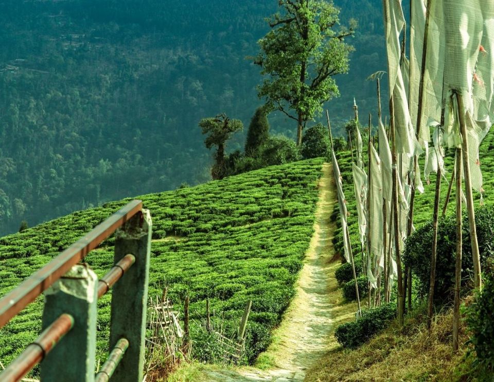 Photo of Temi Tea Garden, Sikkim, India by Global Mount Club