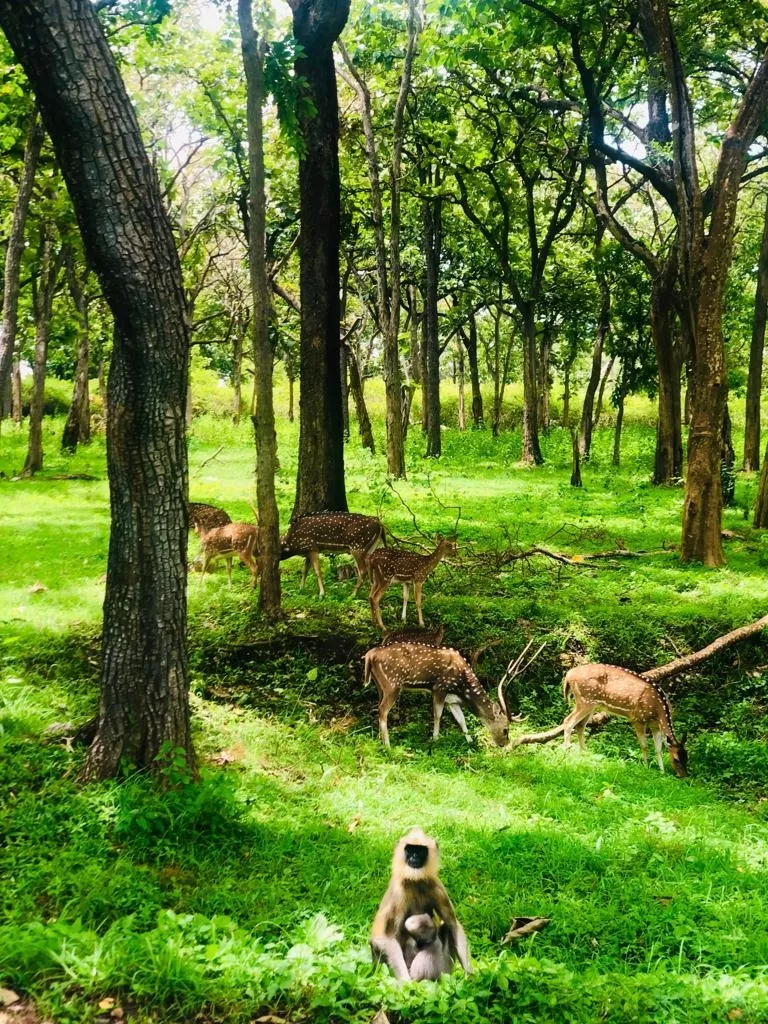 Photo of Masinagudi By Nideesh S