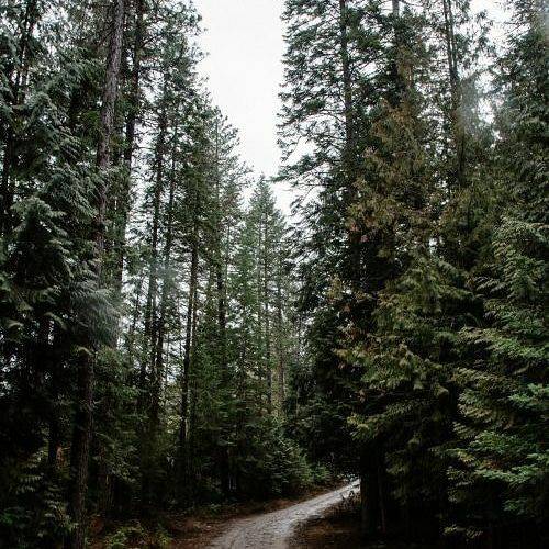Photo of Lost into the woods #MemoryLane by Tania Acharjee (travelo_tania)