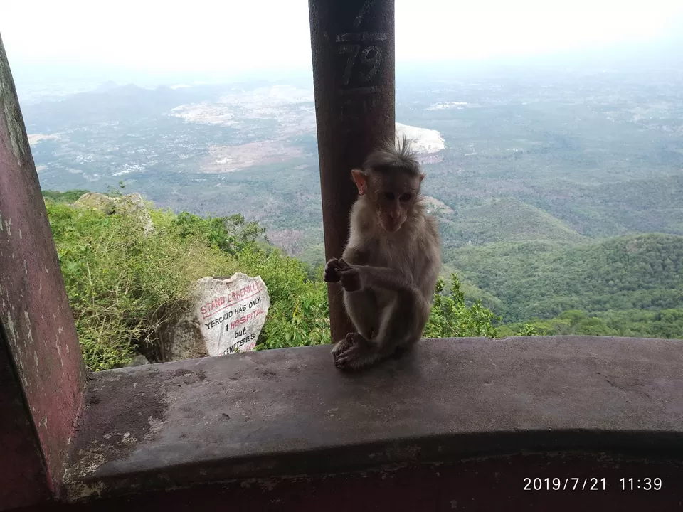 Photo of Yercaud - A hill station that you would overlook by Kamalakar Venigalla