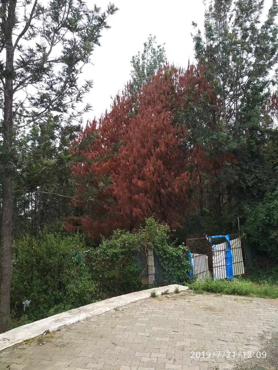 Photo of Yercaud - A hill station that you would overlook by Kamalakar Venigalla