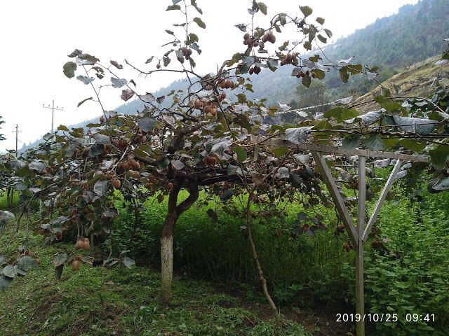 Photo of the forgotten worlds - arunachal pradesh and meghalaya - day 3 - sangti valley and reaching tawang 10/29 by Kamalakar Venigalla