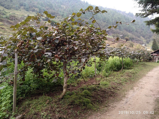 Photo of the forgotten worlds - arunachal pradesh and meghalaya - day 3 - sangti valley and reaching tawang 12/29 by Kamalakar Venigalla