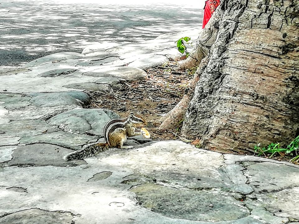 Photo of Sukhna Lake, Sector 1, Chandigarh, India by PRIYESH SHUKLA