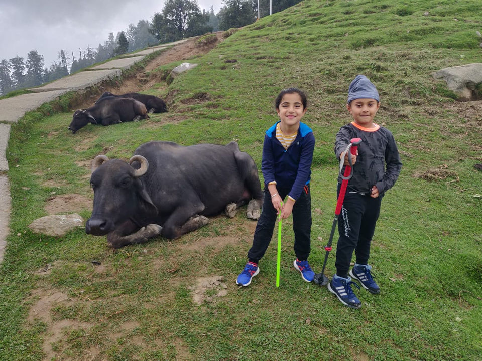 Photo of Banikhet, Himachal Pradesh, India by Parul Sharma