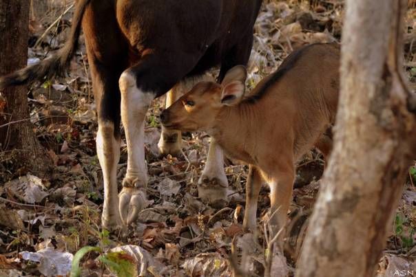 Photo of Melghat Tiger Reserve, Amravati, Maharashtra, India by A couple of adventures
