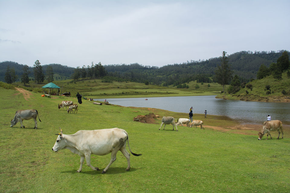Photo of Mannavanur, Tamil Nadu, India by Click A Tale