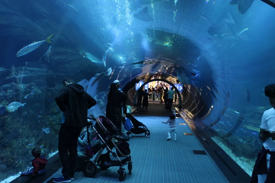 Photo of Dubai Aquarium & Underwater Zoo - شارع المركز المالي، - Dubai - United Arab Emirates by Gautam Narang